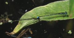 Austroagrion watsoni