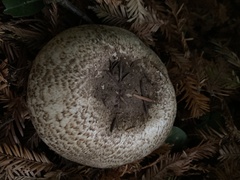 Agaricus deardorffensis