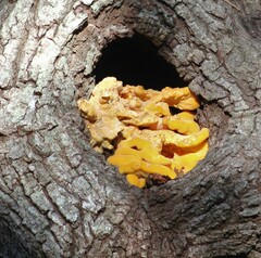 Laetiporus gilbertsonii