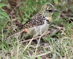 Trachyphonus darnaudii