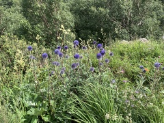 Echinops davuricus