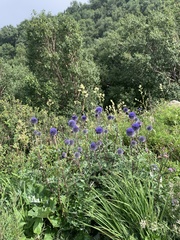 Echinops davuricus