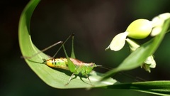 Conocephalus ochrotelus