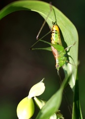 Conocephalus ochrotelus