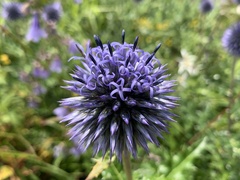 Echinops davuricus