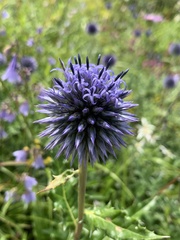 Echinops davuricus