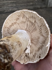 Agaricus deardorffensis