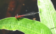 Xanthagrion erythroneurum