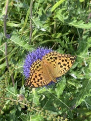 Argynnis