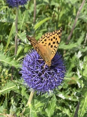 Argynnis