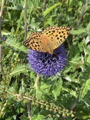 Argynnis
