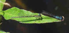Austroagrion watsoni