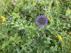 Echinops davuricus