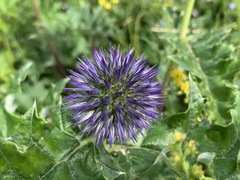 Echinops davuricus