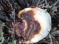 Ganoderma resinaceum