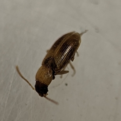 Stenolophini