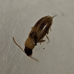 Stenolophini