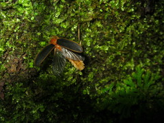 Pyrocoelia praetexta