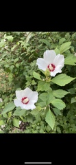Hibiscus syriacus