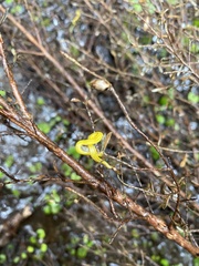 Fletchamia mediolineata