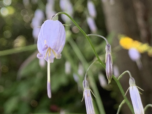 Adenophora capillaris