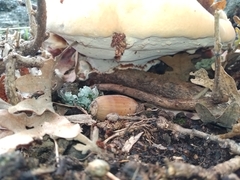 Ganoderma resinaceum