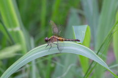 Erythrodiplax avittata