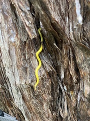 Fletchamia mediolineata