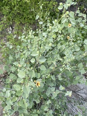 Abutilon incanum