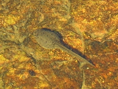 Lithobates clamitans