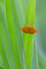 Eubaphe