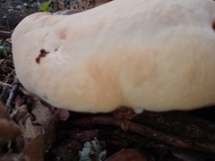 Ganoderma resinaceum