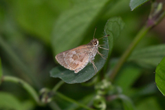 Callimormus corades
