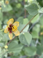 Abutilon incanum