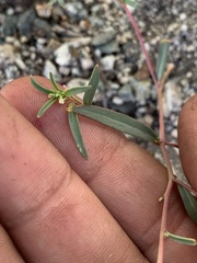Gayophytum