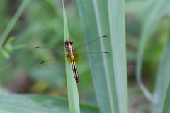 Erythrodiplax avittata