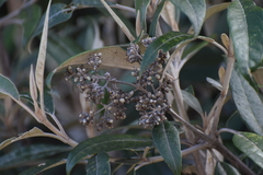 Buddleja nitida