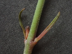 Asclepias stellifera