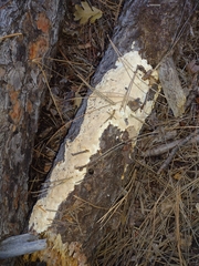 Coniophora puteana