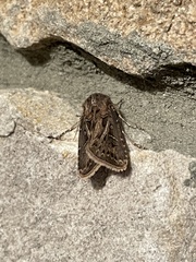Agrotis gladiaria