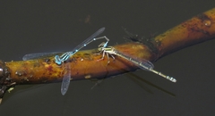 Austroagrion watsoni