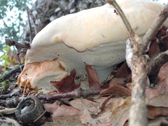 Ganoderma resinaceum