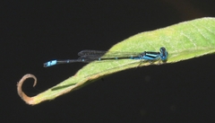 Austroagrion watsoni