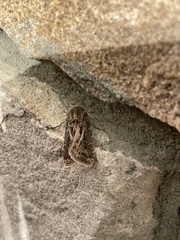 Agrotis gladiaria