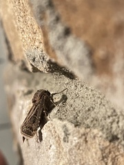 Agrotis gladiaria