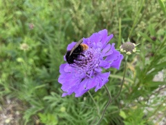 Scabiosa comosa