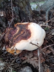 Ganoderma resinaceum