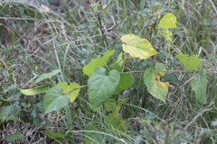 Gonolobus suberosus