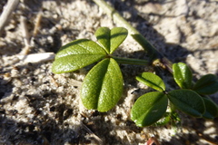 Psoralea repens
