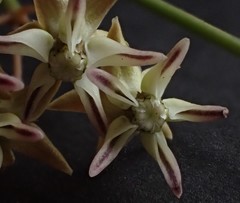 Asclepias stellifera